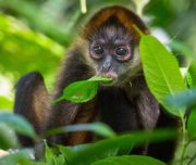 Monkeys in the jungle Costa Rica Tour