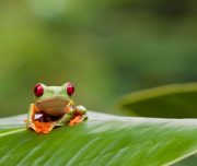 The Best of Costa Rica in 5 unique tours Green Adventures