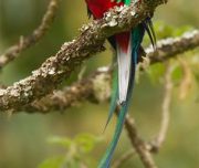 quetzal-costarica